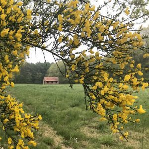 Natuurbegraafplaats Koningsakker Lente, Estia Uitvaarten